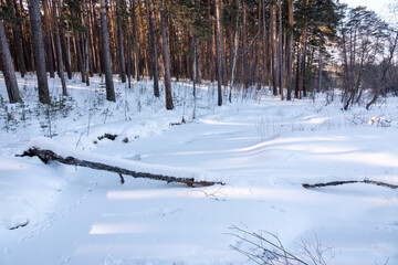 Pine and birch in winter forest on a sunny day