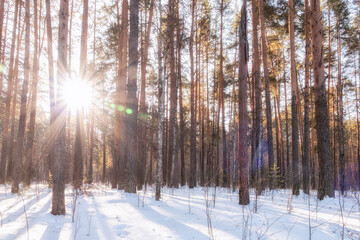 Beautiful winter landscape. winter forest.The Sun's rays pass through the trees in winter forest