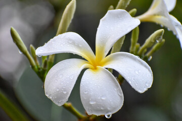 close up of a white flower