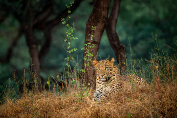 Wild male leopard or panther resting in winter natural green background in forest of central india - panthera pardus fusca