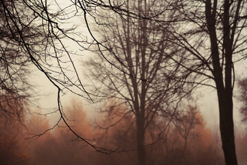 A heavy fog in a forest