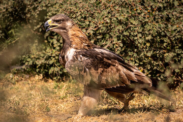 Tawny eagle or Aquila rapax bird portrait on ground during winter migration in natural green background at tal chhapar sanctuary rajasthan India