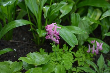 Blooming pink fumewort, scientific name Corydalis buschii