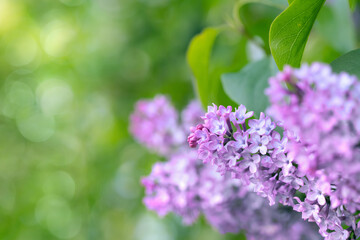 Umbels of light purple lilac blossoms (Syringa vulgaris). Space for text - obrazy, fototapety, plakaty