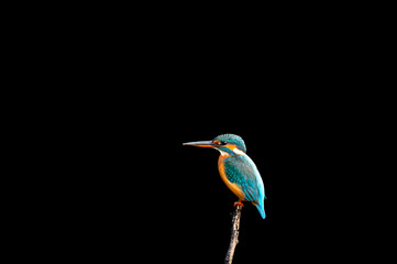 common kingfisher or Alcedo atthis bird in isolated black background at keoladeo national park or...