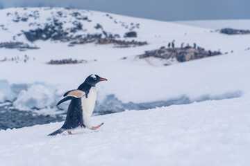 Penguin walking in Antarctica