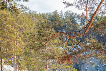 Pine trunks in winter forest on a sunny day