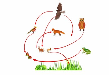 Food chain, ecosystem vector connections between animals and birds, plants