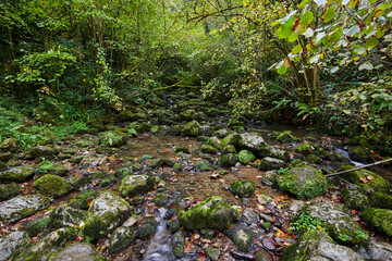 Green forest landscape with creek. Lush foliage. Nature rainforest