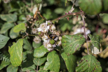 Bourdon qui butine une fleur