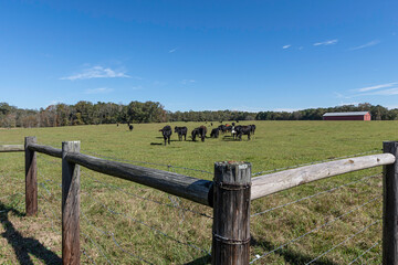 Herd of crossbred cattle with fence H-brace