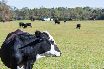 Black baldy cow with truck and herd in background