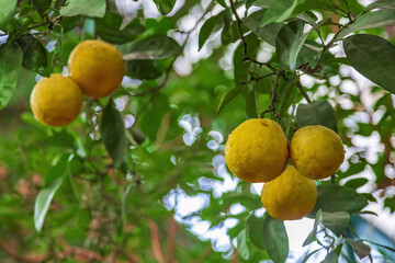 Juicy fruit of wild lemon on a tree in a city park