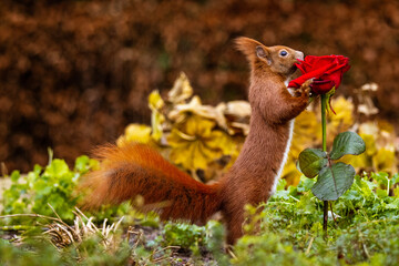 Eichhörnchen mit Rose