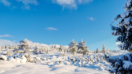magical winter wonderland snowy scenery outdoors with blue sky and snow covered trees. Panorama view.