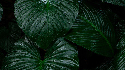 closeup nature view of tropical leaves background, dark nature concept