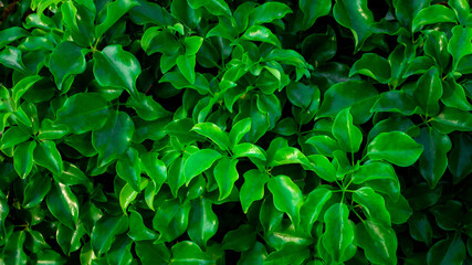 Fototapeta na wymiar closeup nature view of tropical leaves background, dark nature concept