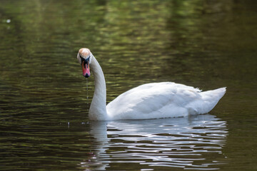 A graceful white swan swimming on a lake with dark green water. The white swan is reflected in the water