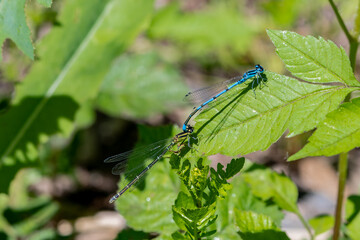 Couple de libellules sur une feuille en été par une belle journée