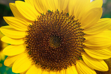 closeup beautiful sunflower in the garden, flower background