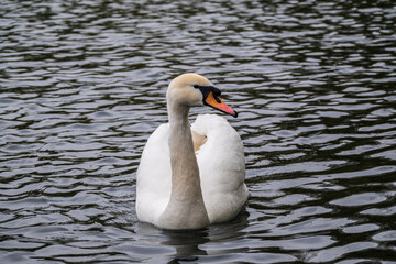 Obraz premium A graceful white swan swimming on a lake with dark water. The white swan is reflected in the water