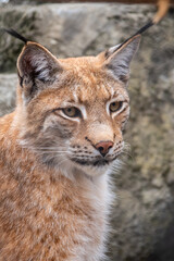 Portrait of The Eurasian lynx close-up, lat. Lynx lynx