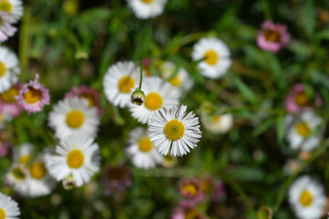 Mexican fleabane