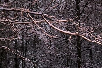 Frosty day. Real winter and snowfall