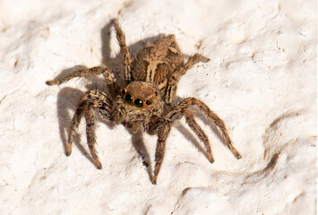 Macro image of a jumping spider, called Plexippus paykulli, on a white wall.