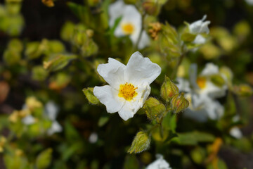 Narrow-leaved cistus