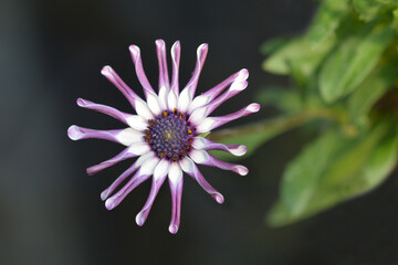 Cape marguerite Spider Collection