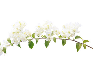 bougainvilleas isolated on white background..