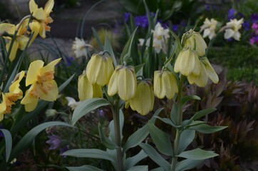 Blooming fritillary, scientific name Fritillaria pallidiflora