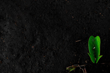 A moist looking black ground or fertilizing plant with green leaves on the right side can be used as a wallpaper, suitable for any geological, tree and garden or agriculture related job.