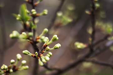 A young branch with swollen buds of white flowers on the background of a spring garden. Background. Selective focus