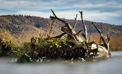 Long exposure of fallen tree in water at Laacher See, a volcanic lake in the Eifel region of Germany.