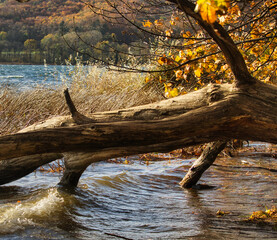 Fallen tree in front of grass and yellow leaves in Laacher See, a volcanic lake in the Eifel region of Germany on a fall day.