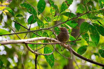 A bird perching on a tree