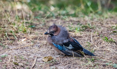 Jay bird on the ground close-up against the background of the forest in summer