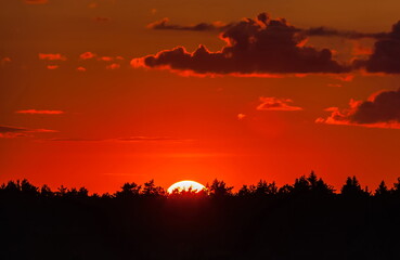 Sunset behind a coniferous forest against the sky with clouds in summer