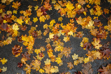 tapis de feuilles mortes