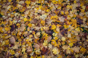 tapis de feuilles mortes