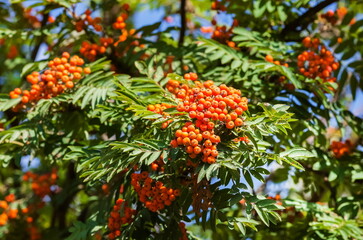The fruits of the rowan tree on the branches and leaves close-up on the background of greenery in summer