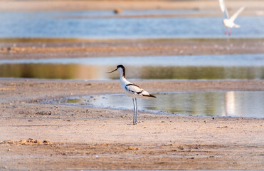 The pied avocet, Recurvirostra avosetta, is a large black and white wader with long, upturned beak