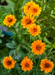 Orange Flowers of Zinnia narrow-leaved close-up on a background of greenery in summer