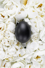 Black Easter egg in center of Live wall of many white wild roses with yellow middle. Vertical top view. Full bloom background, decoration and flora design for popular holiday. Trendy monochrome carpet