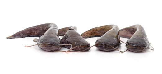 Four fresh catfish.