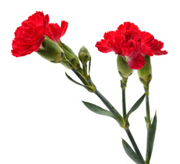 Bouquet of red carnations.
