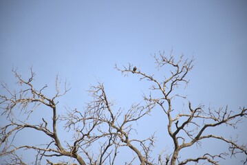 Fototapeta na wymiar un oiseau perché sur un arbre mort dans la foret classée.