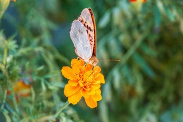 The dark green fritillary butterfly collects nectar on flower. Speyeria aglaja is a species of butterfly in the family Nymphalidae.